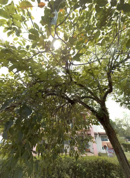 tree photo