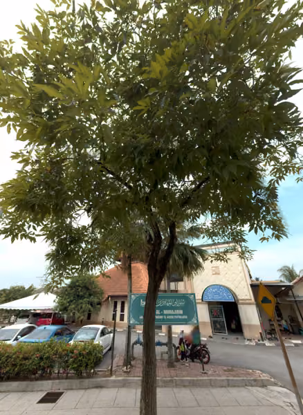 tree photo