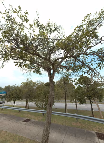 tree photo