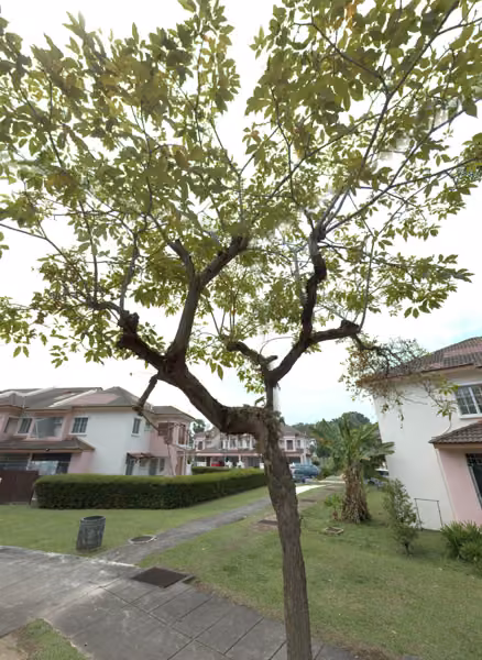 tree photo
