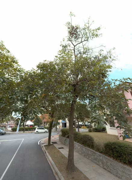 tree photo