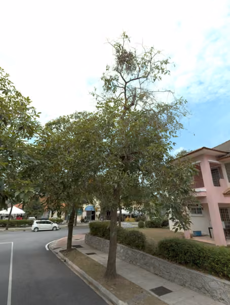 tree photo