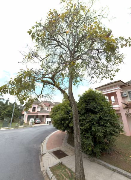 tree photo
