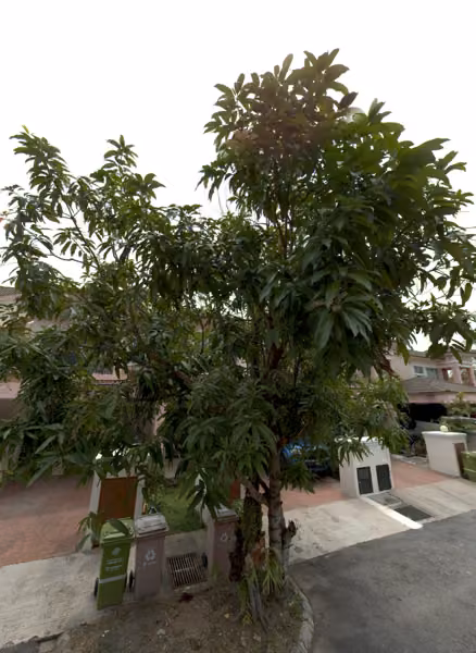 tree photo