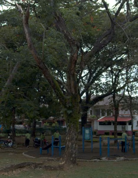 tree photo