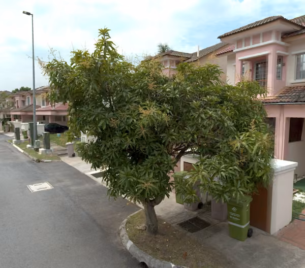 tree photo