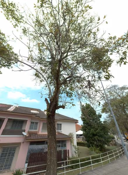 tree photo