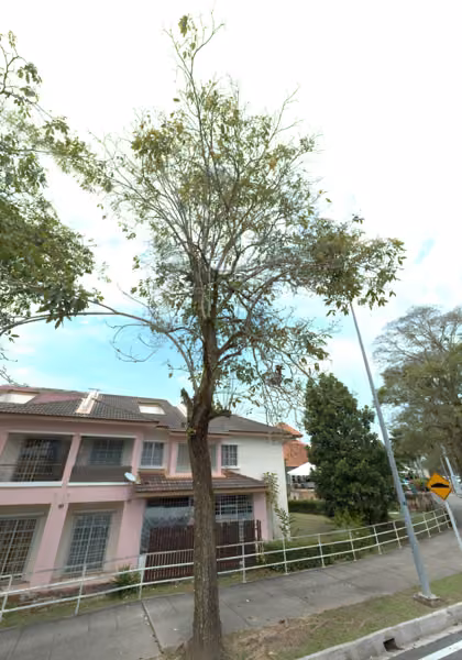 tree photo