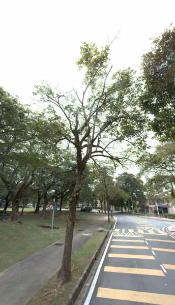 tree photo