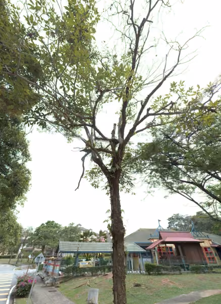 tree photo