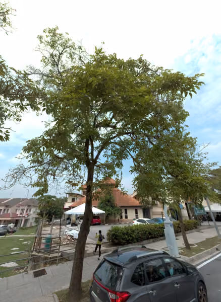 tree photo