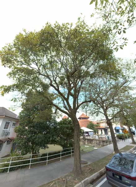 tree photo