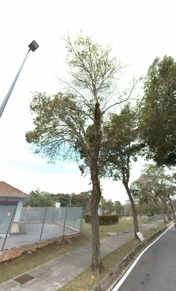 tree photo