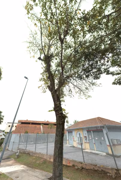 tree photo