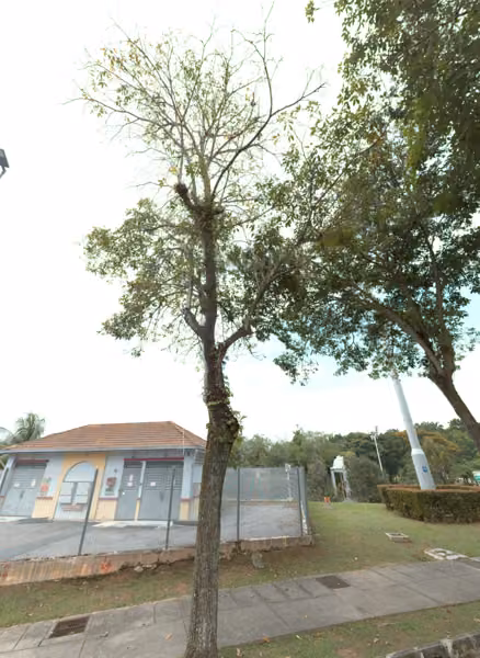 tree photo