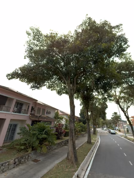 tree photo