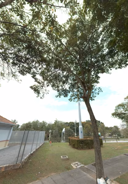 tree photo