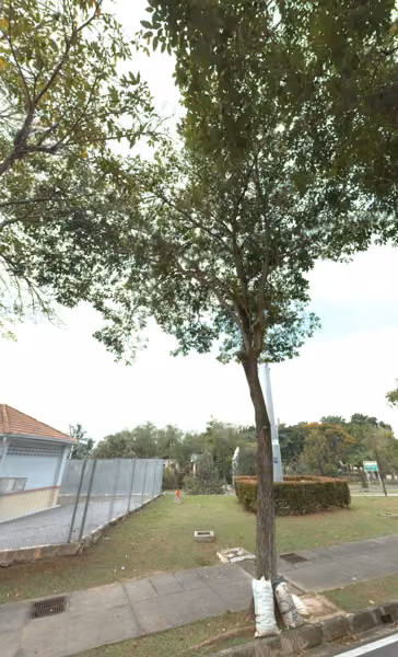 tree photo