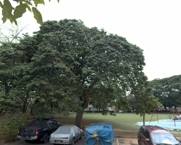 tree photo