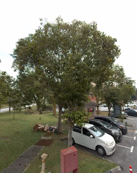 tree photo