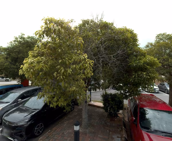 tree photo