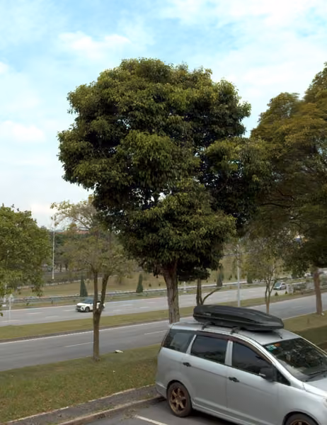 tree photo