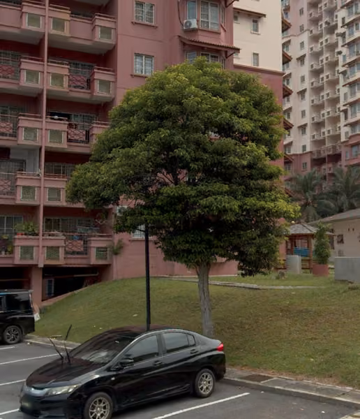 tree photo
