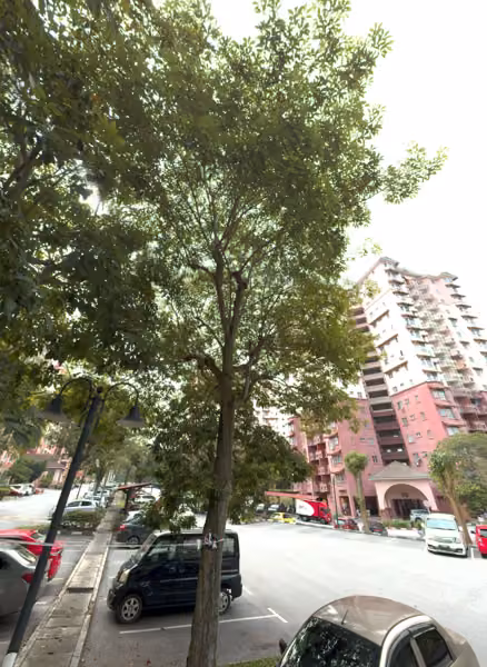 tree photo