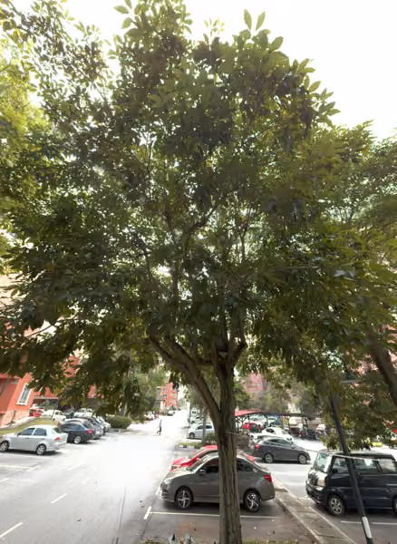 tree photo