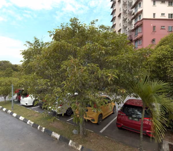 tree photo