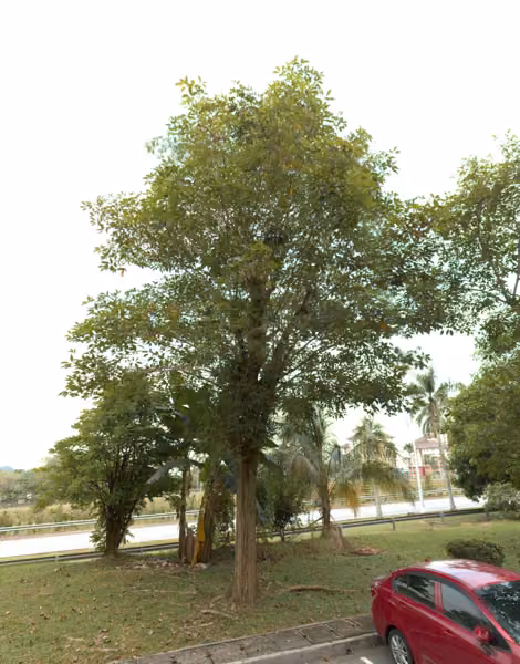 tree photo