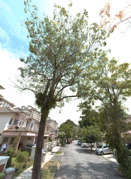 tree photo