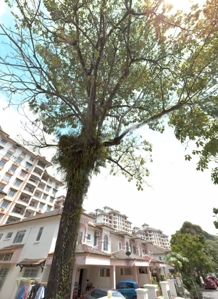 tree photo