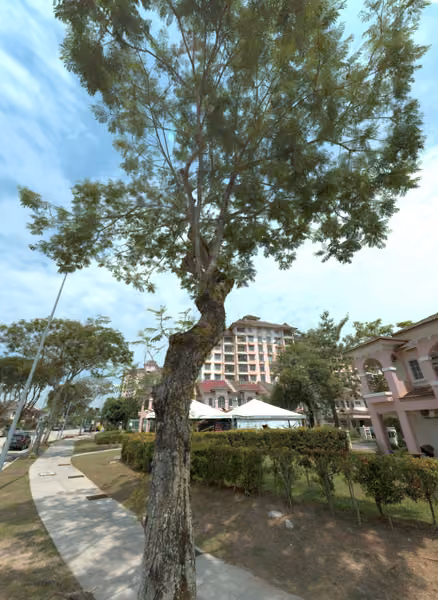 tree photo