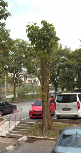 tree photo