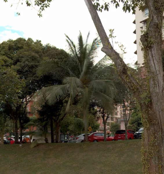 tree photo