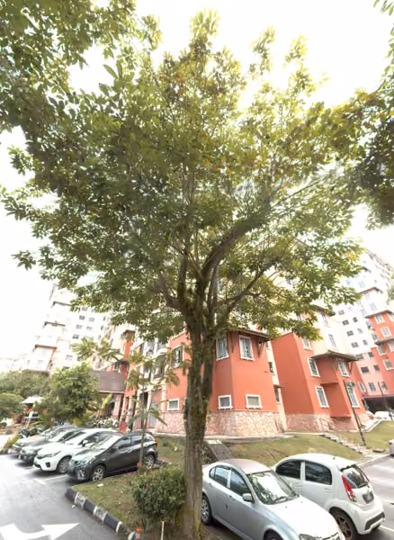 tree photo