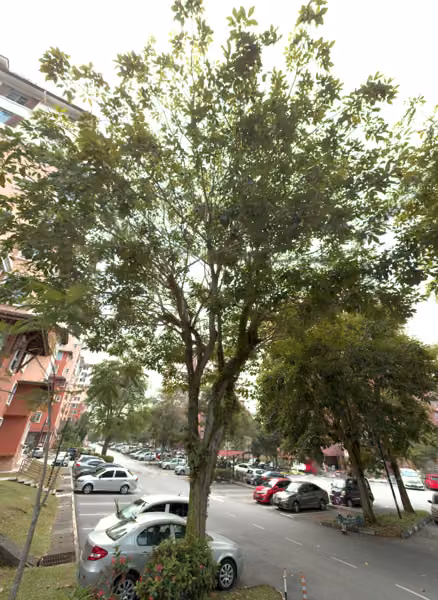 tree photo