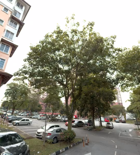 tree photo
