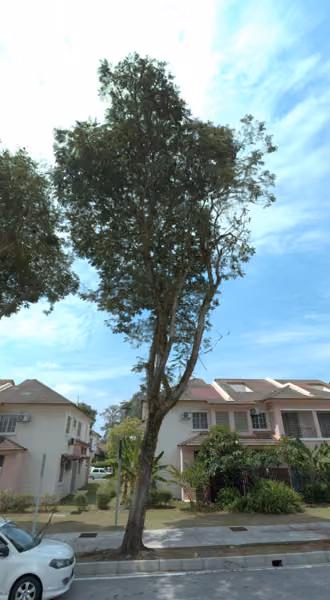 tree photo