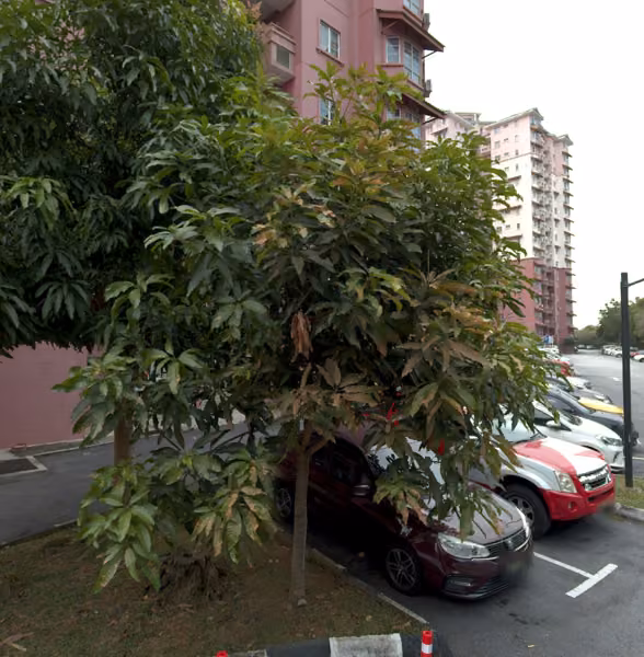 tree photo