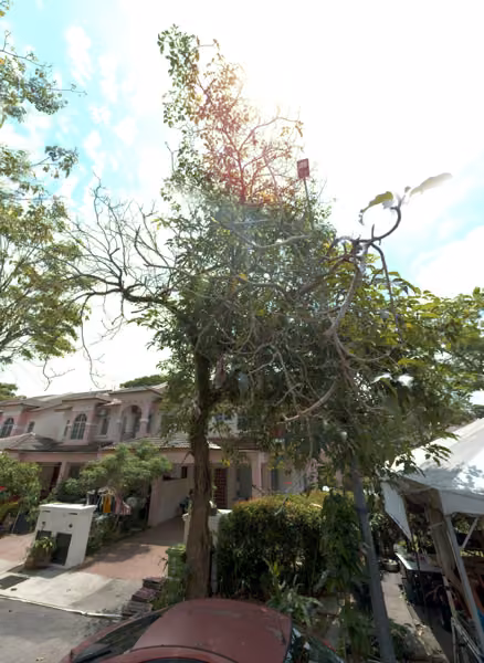 tree photo