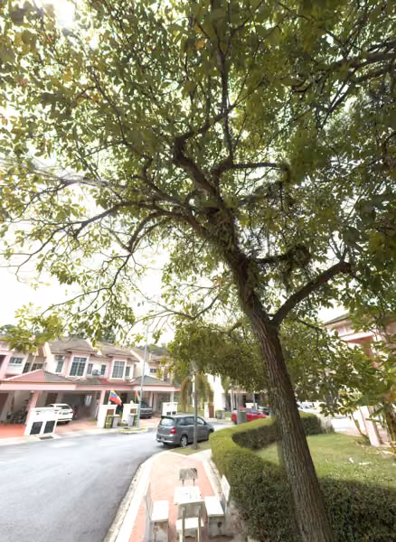 tree photo