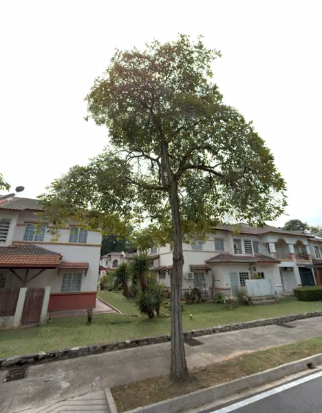 tree photo