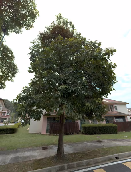 tree photo