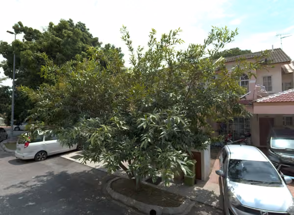 tree photo