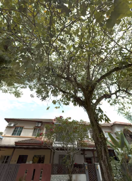 tree photo