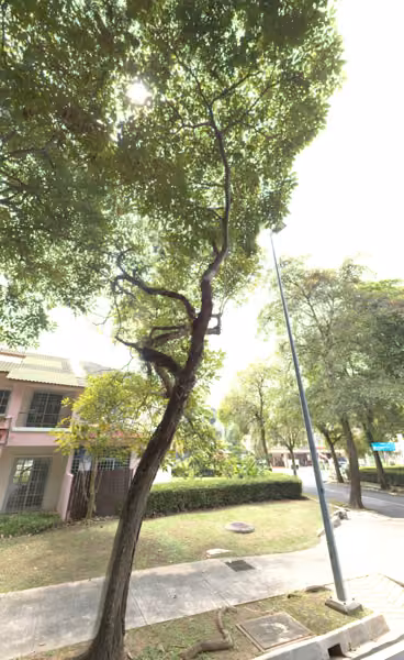 tree photo