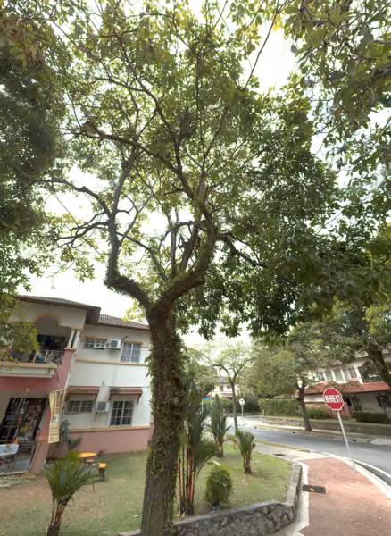 tree photo