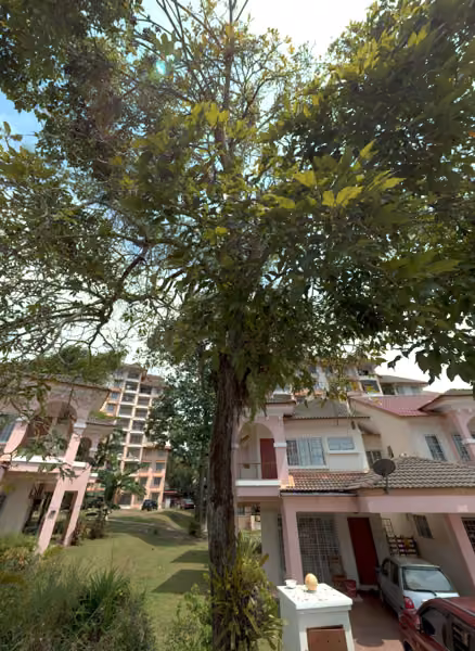tree photo